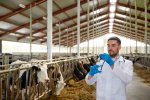 veterinarian-with-syringe-vaccinating-cows-on-PLUKM3W.jpg