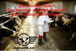 Şap hastalığı Nedir Şap Hastalığı Belirtileri Nelerdir Şap Hastalığı Nasıl Bulaşır.jpg